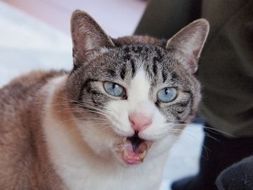 インパクトのあるアイキャッチ例３ - よく分からない変顔をしてる猫の画像